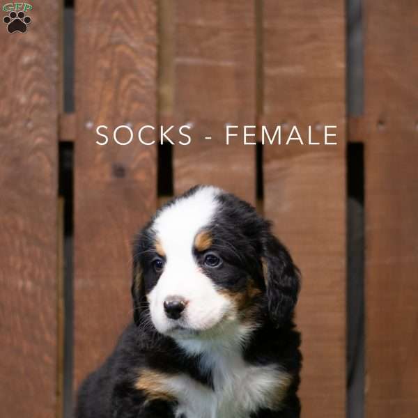 Socks, Bernese Mountain Dog Puppy